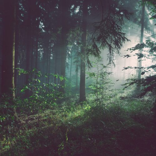 feat-elk Quiet Forest