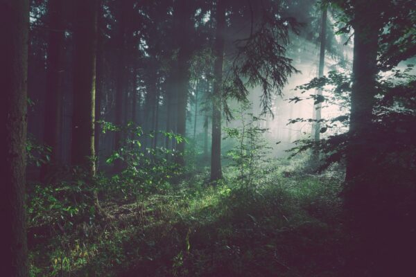feat-elk Quiet Forest