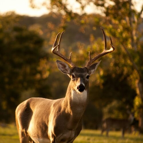 hero-wildlife Bull at Last Light