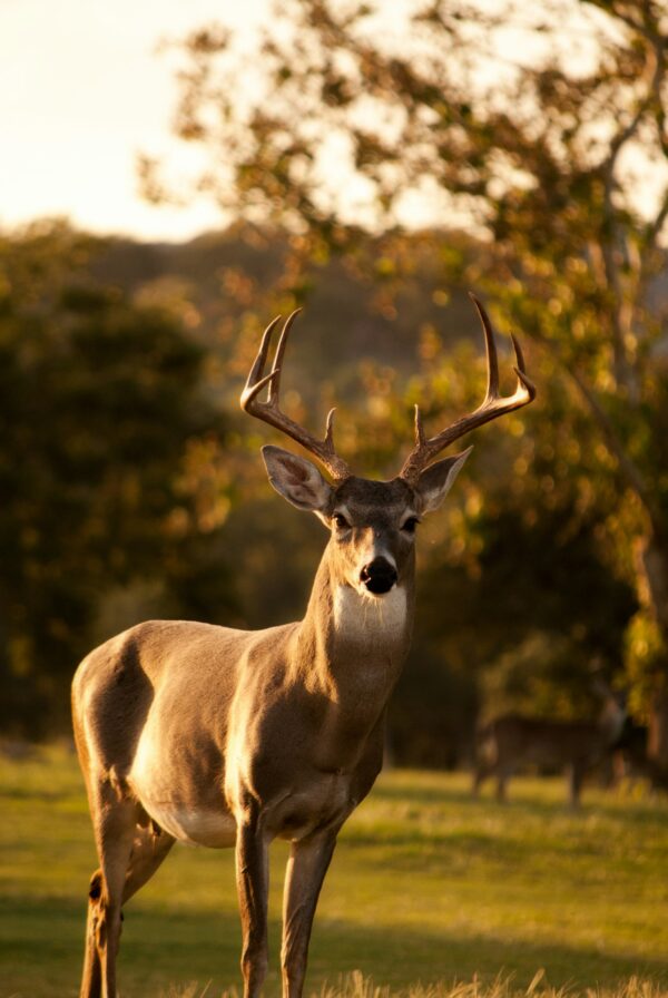hero-wildlife Bull at Last Light
